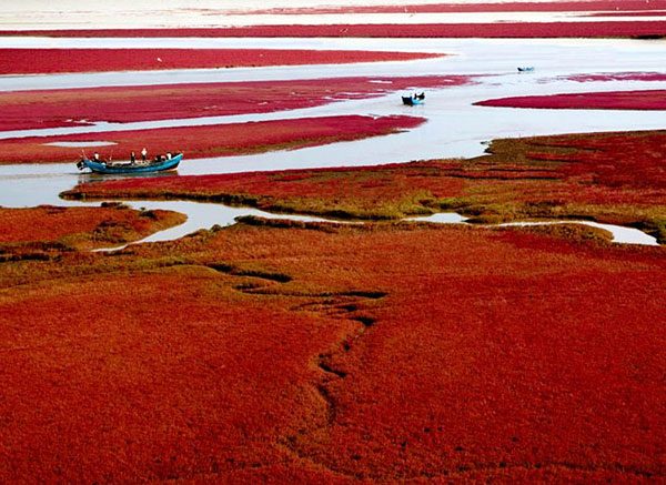 Красный пляж Панцзинь — уникальная достопримечательность Китая