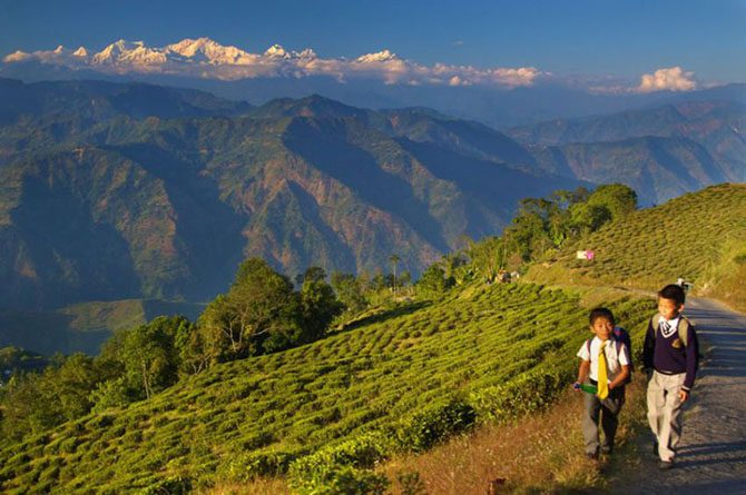 Самые живописные чайные плантации в мире
