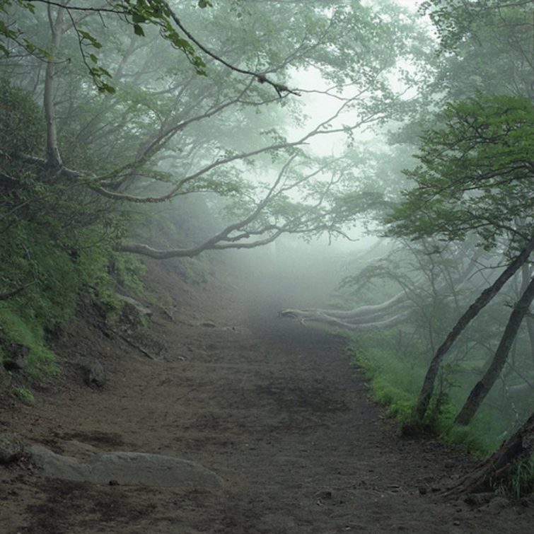 Лес самоубийц Аокигахара — одно из самых жутких мест в Японии и на планете