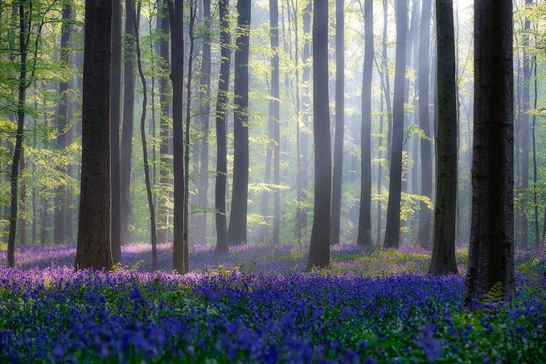 Колокольчиковый лес в Бельгии