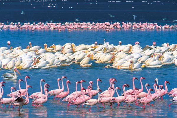 Накуру — пристанище фламинго