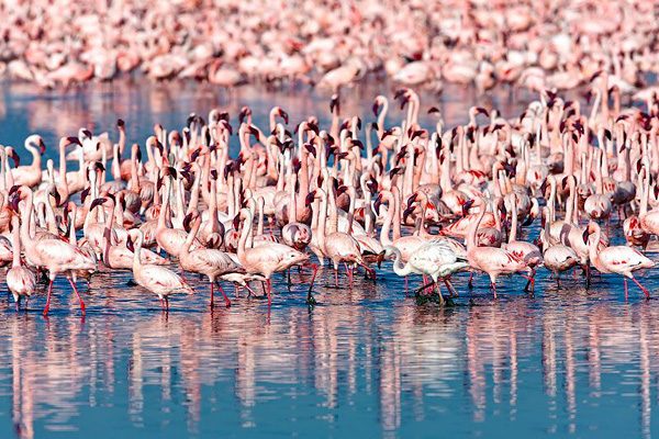 Накуру — пристанище фламинго