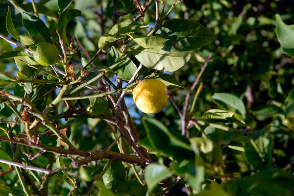 Цитрусовый рай: лимонный лес на острове Порос