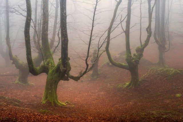 Горбеа — испанский лес, окутанный тайнами и мистикой