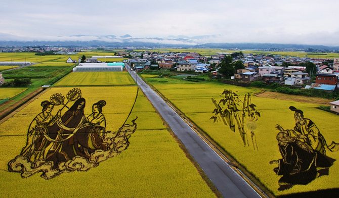 Рисовые поля-картины