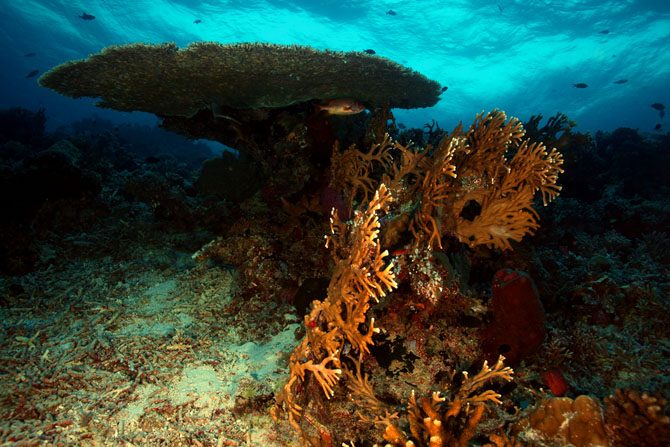 Прекрасные и удивительные коралловые рифы