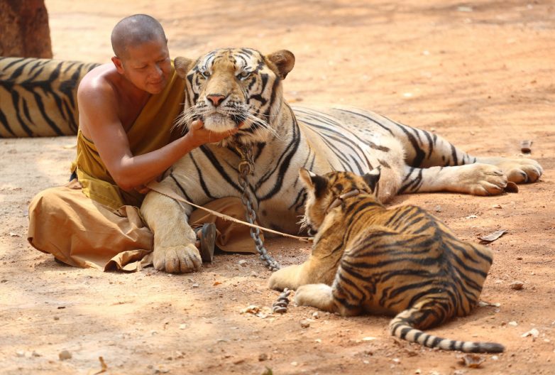 Потрясающий Храм Тигров в Таиланде