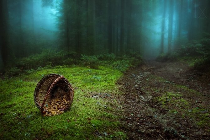 Мистические леса, в которых хочется заблудиться