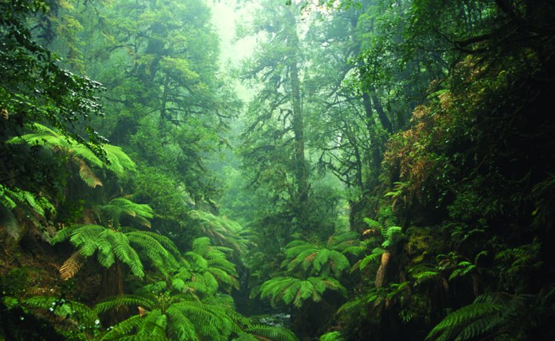 Древние леса нашей планеты