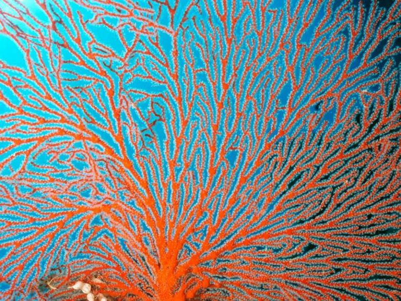 Великолепие Большого Барьерного рифа