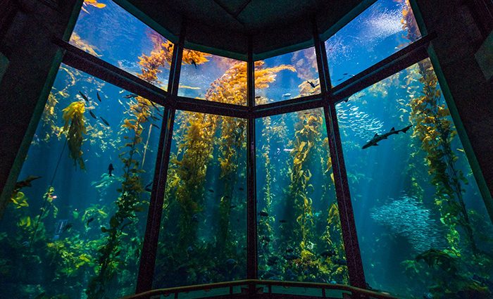 Фантастически красивые аквариумы