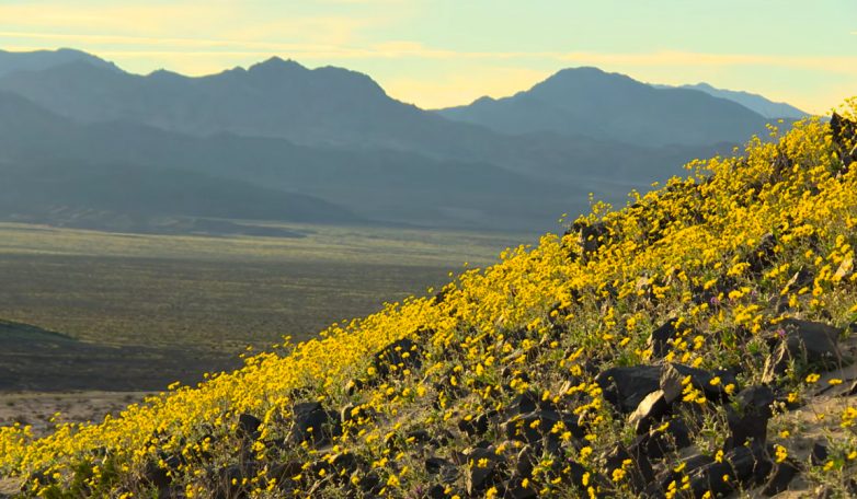 Уникальное зрелище: цветение Долины Смерти