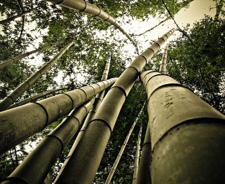Знаменитая бамбуковая роща: так вот она какая!