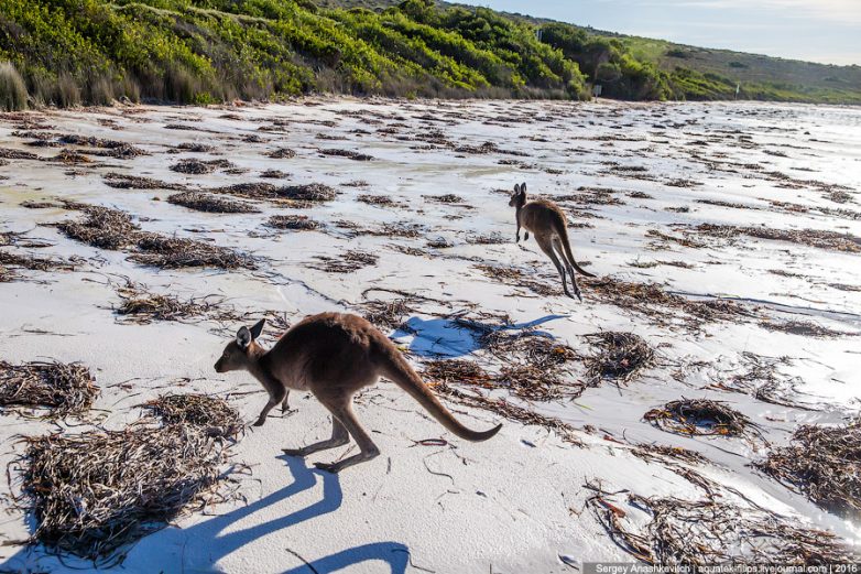 Кенгуру на пляже - это Австралия!