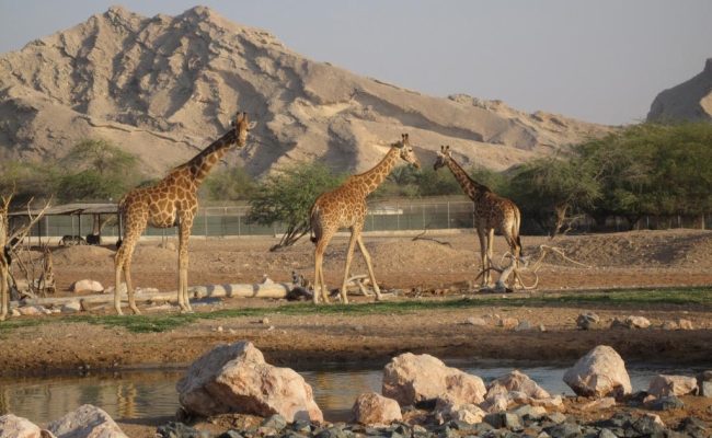 12 лучших зоопарков мира