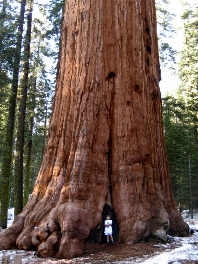 10 самых больших деревьев в мире