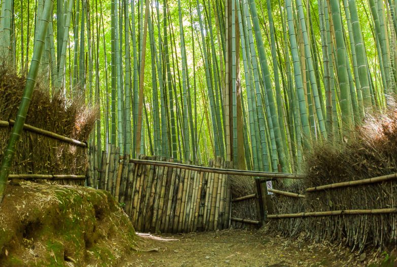 Прогулка по сказочной бамбуковой роще