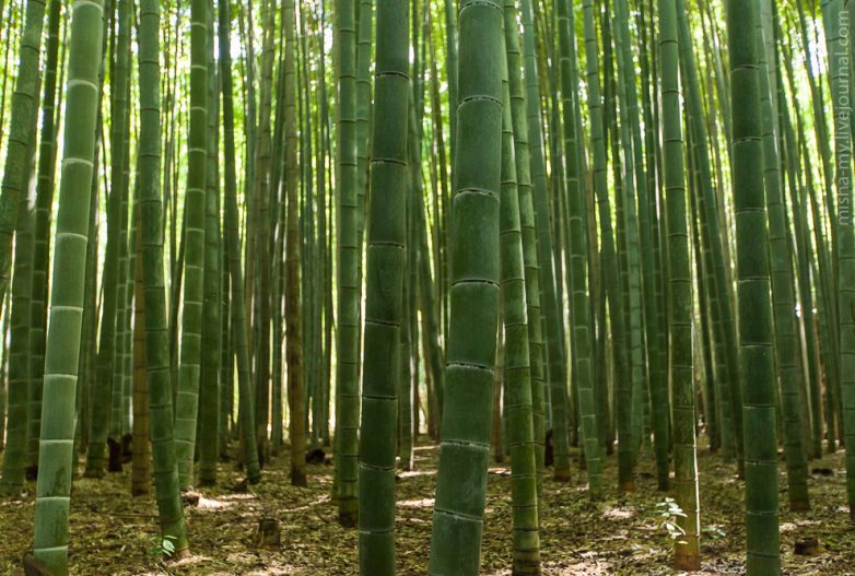 Прогулка по сказочной бамбуковой роще
