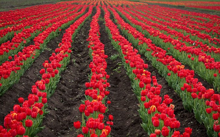 Гигантское поле тюльпанов