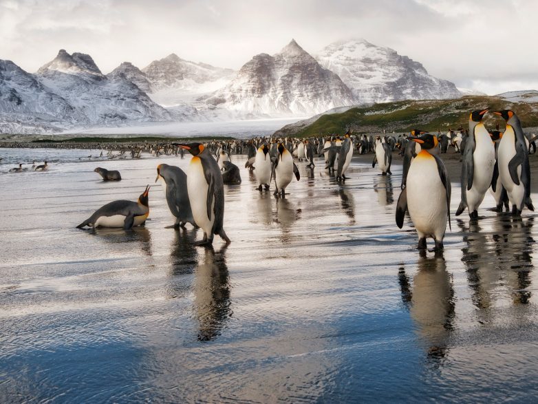 Антарктида: ледяное царство