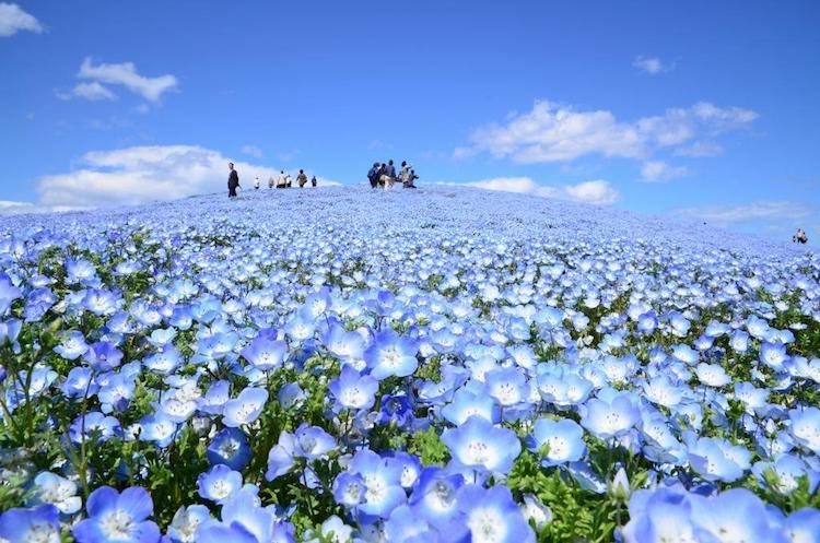 Как цветут немофилы в Японии