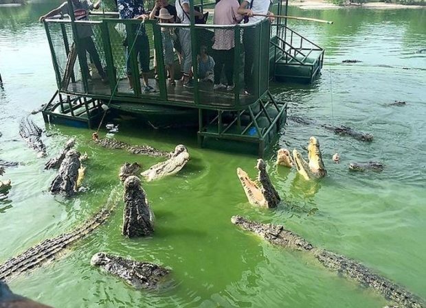 Крокодиловая ферма для любителей острых ощущений