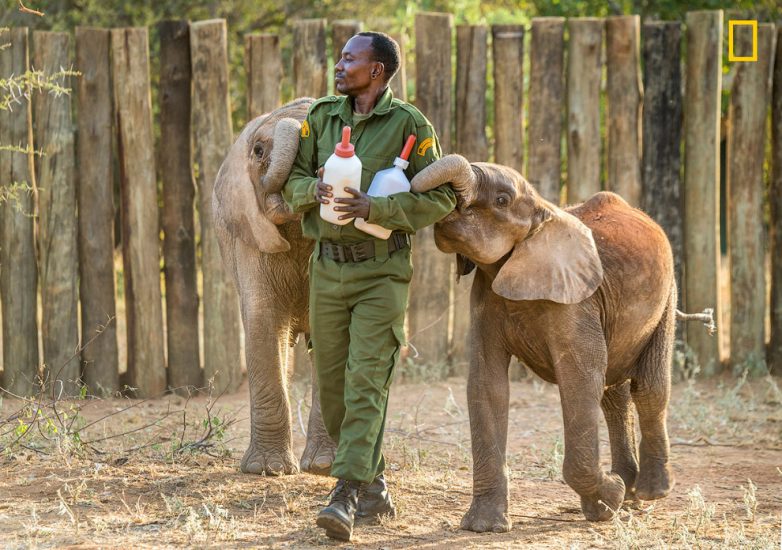 Кения: слоновий приют