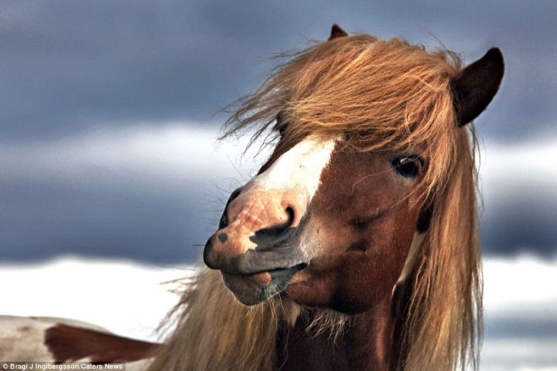 Очаровательные дикие исландские лошадки