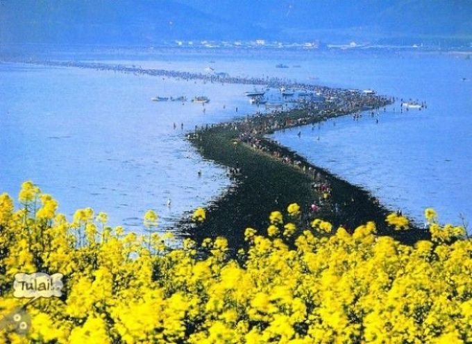 Чудо Моисея в Южной Корее: у острова Чиндо расступается море