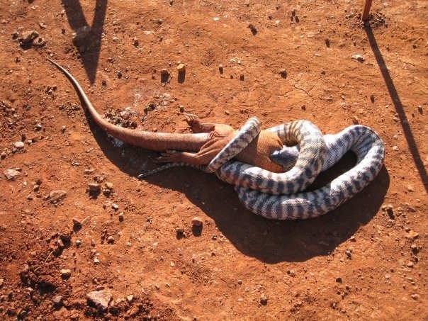 Австралия подколодная: страна, в которой змеи, кажется, повсюду