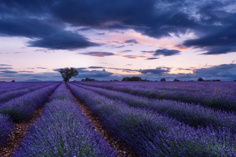 Зрительный экстаз: божественные фото лавандовых полей во Франции