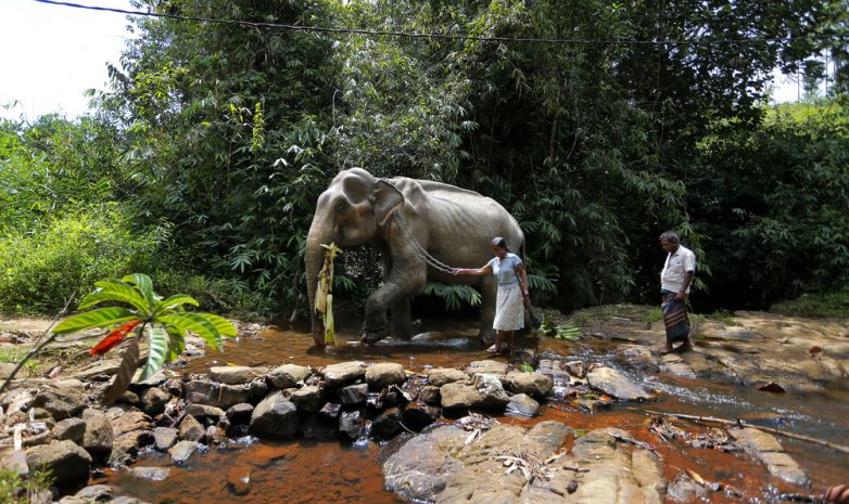 Фотопрогулка по экзотической и удивительной Шри-Ланке