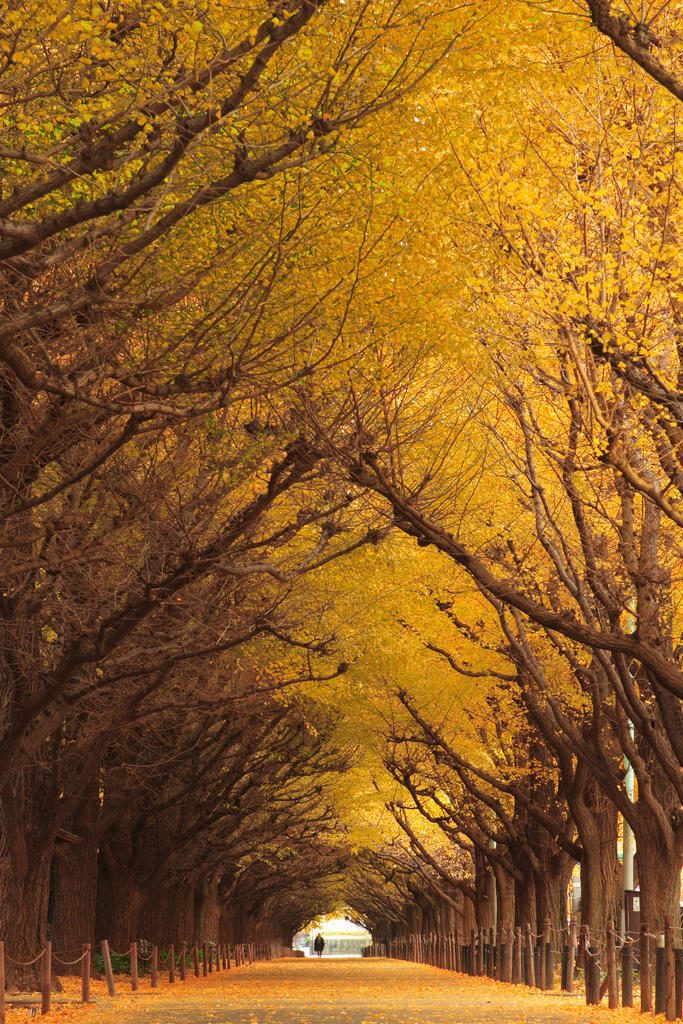 Топ-10 фантастически красивых туннелей из деревьев со всего мира