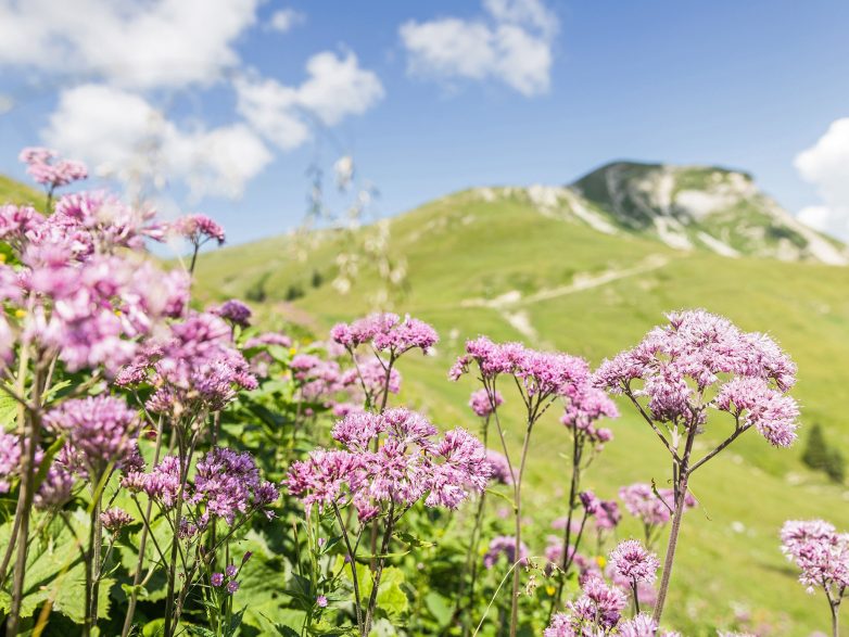 9 причин отправиться в Австрию в ближайший отпуск и увидеть эту красоту воочию