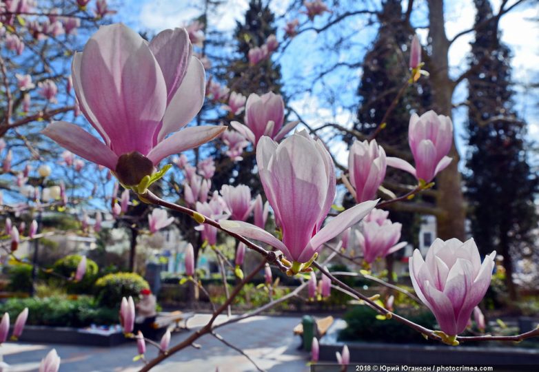 В Крым пришла весна