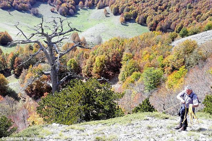 Сколько лет самому старому дереву в Европе и где оно растёт