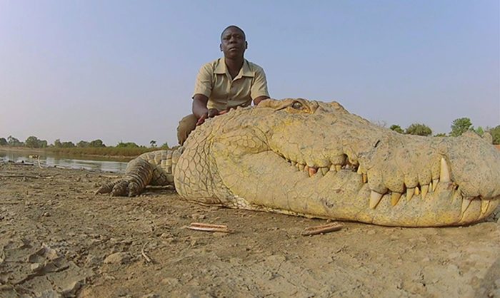 Шок! Священные крокодилы Буркина-Фасо, которых нельзя обижать, но можно тискать