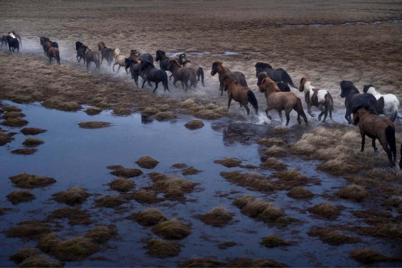 Очаровательные лошадки на исландских просторах