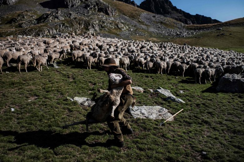 Альпы, овцы, свобода! Жизнь французского пастуха