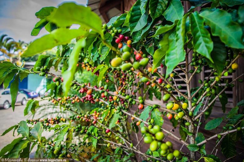 Доминикана: кофейный рай