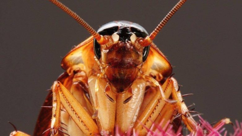 Для чего в Китае разводят миллиарды тараканов