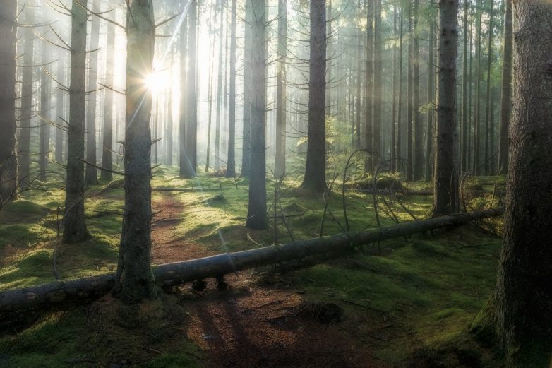 Мистические леса, от одного вида которых захватывает дух