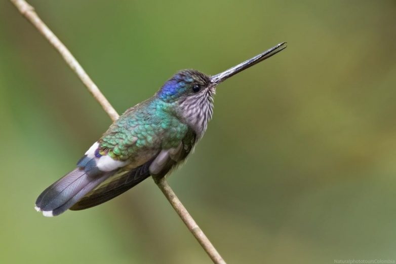 Колумбийские птахи на снимках Фернандо Агудело