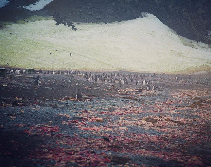 Мир безмолвия: Антарктика, какой мы её никогда не видели