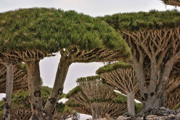 10 самых удивительных деревьев планеты