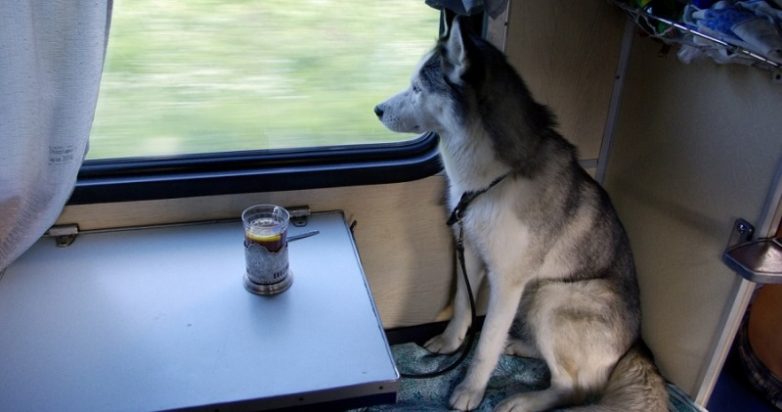 Животные в России теперь могут путешествовать в поездах без хозяев