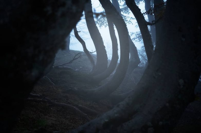 Самые красивые леса планеты на волшебных снимках Мануэло Бечекко