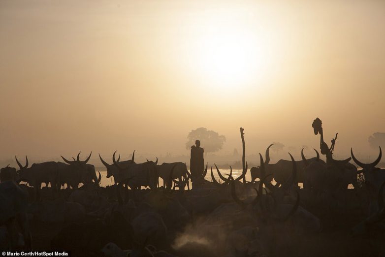 Путь быка: один день из жизни африканского племени