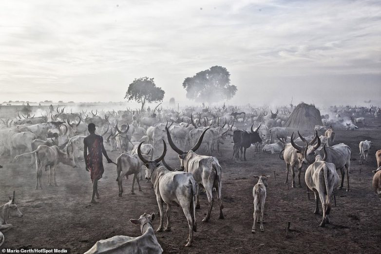Путь быка: один день из жизни африканского племени