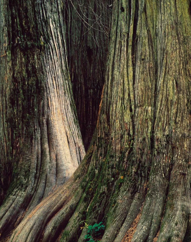 В царстве Берендея: лесные снимки Кристофера Бёркетта